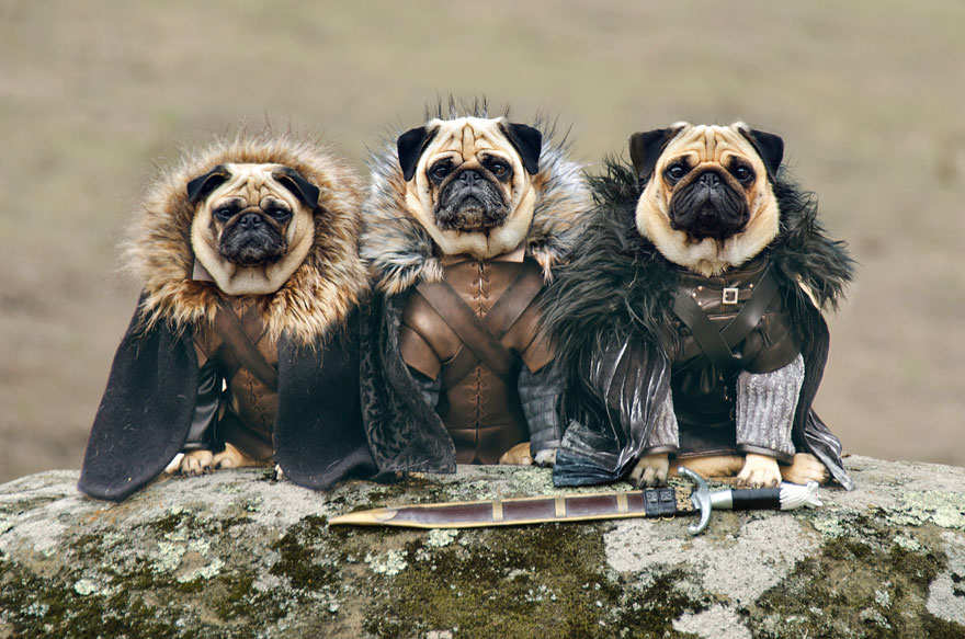 1403765446027_cute-pugs-game-of-thrones-pugs-of-westeros-1